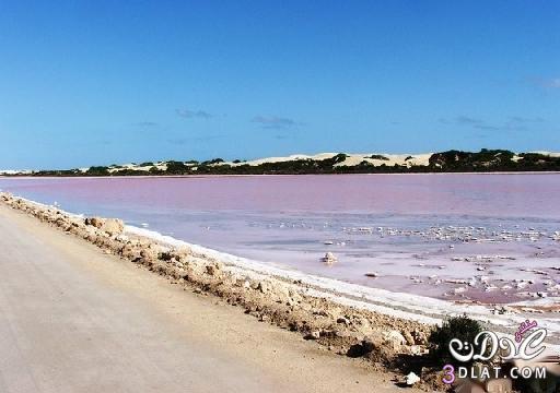 البحيرة الوردية في استراليا سبحان الخالق