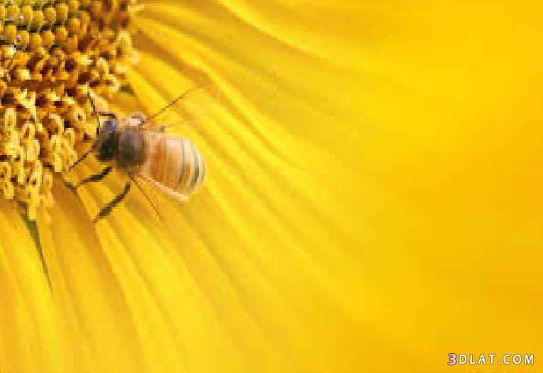 لغة التخاطب عند النحل,لغة الرق واصدار الاصوات عند النحل