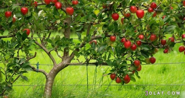 التفاح ..تعرفي على فوائدالتفاح ..التفاح يعالج أمراض لا حصر لها بفضل الله