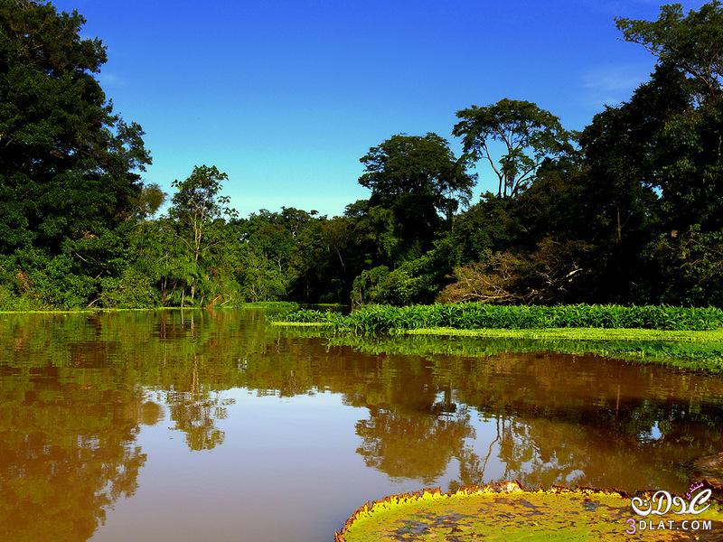 معلومات عن غابات الأمازون أكبر الغابات فى العالم،معلومات عن نهر الأمازون