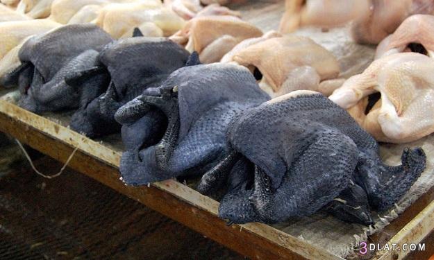 دجاج أسود يُباع بسعر 700 دينار