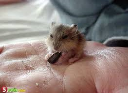صور أصغر الحيوانات في العالم