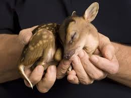 صور أصغر الحيوانات في العالم