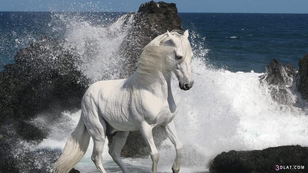 صور احصنة بيضاء وسوداء 2024 صور حصان اسود صور حصان ابيض عالية الجوده
