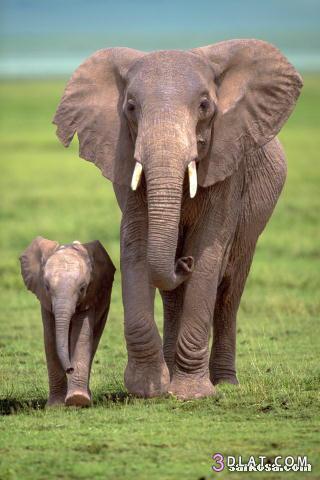صور افيال صور افيال صغيره صور فيل كبير صور افيال افريقيا صور افيال منوعه افيال ص