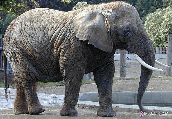 صور افيال صور افيال صغيره صور فيل كبير صور افيال افريقيا صور افيال منوعه افيال ص