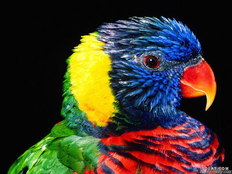 طيور جميله صور طيور رائعه صور طيور جديده مميزه صور طيور غايه الوضوح والدقه صور ط