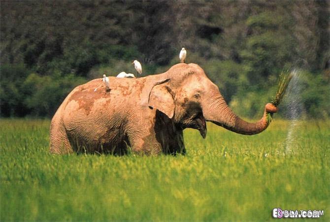 صور افيال صور الفيل صور افيال كبيره صور فيل افريقى صور الفيل الهندى صور افيال اس