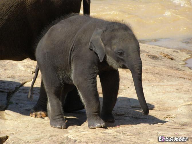 صور افيال صور الفيل صور افيال كبيره صور فيل افريقى صور الفيل الهندى صور افيال اس