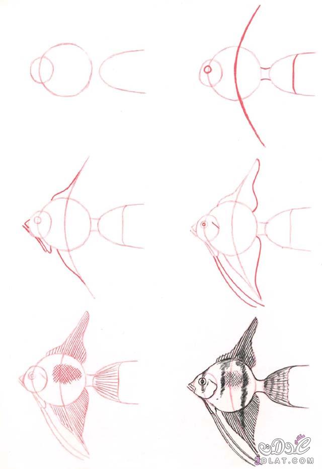 طريقة رسم  السمكة بالصور  fanfish خطوات رسم سمكة جميلة بطريقة سهلة وبسيطة بالصور