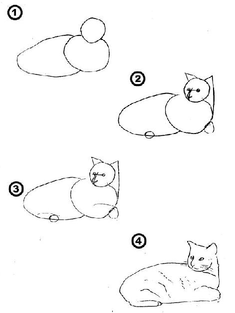 طريقة رسم القطة بالصور  tabbycat خطوات رسم قطة جميلة بطريقة سهلة وبسيطة بالصور