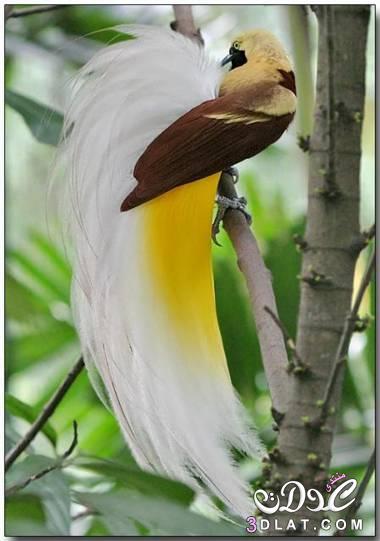 صور لاجمل الطيور في العالم صور لطيور ملونه باللوان جميله