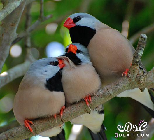 صور لاجمل الطيور في العالم صور لطيور ملونه باللوان جميله