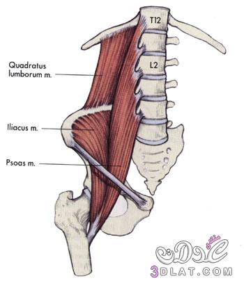 معلومات مهمة حول كيف تحمل العضلات ظهرك