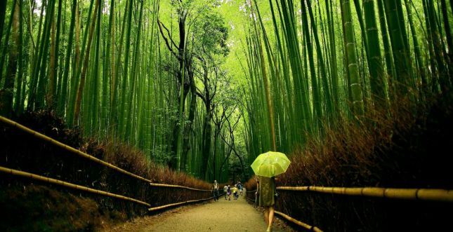 "أشيكاجا" حديقة الحب - حديقة اشيكاغا باليابان