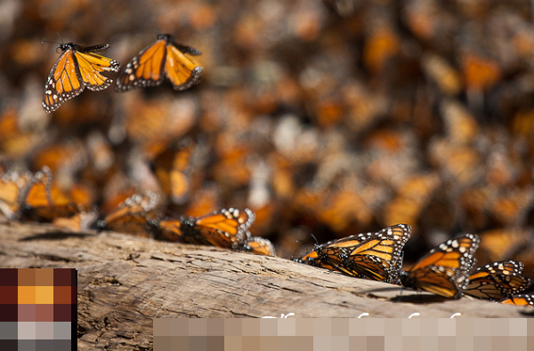 هجرة الفراشات في الشتاء - بالصور اروع مناظهر هجرة الفراشات - butterflies