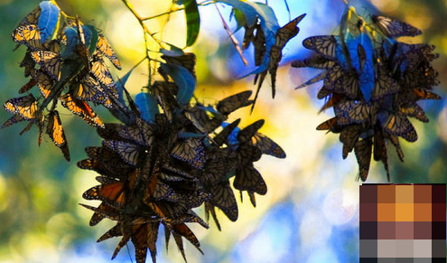 هجرة الفراشات في الشتاء - بالصور اروع مناظهر هجرة الفراشات - butterflies