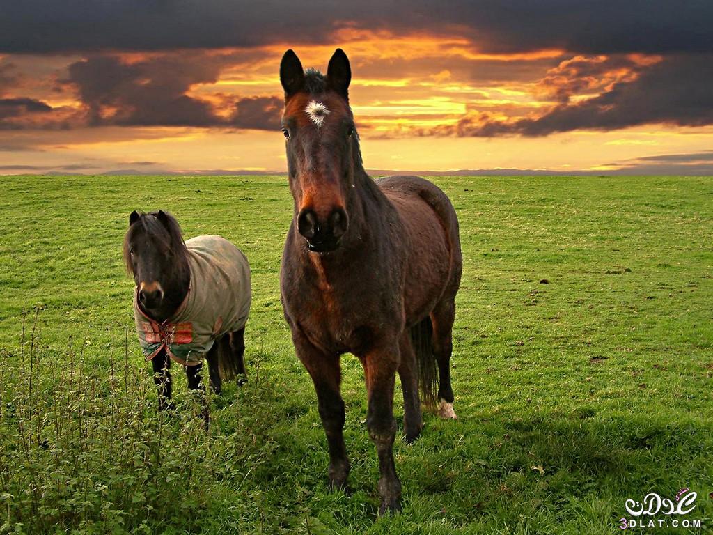 صور اجمل الخيول