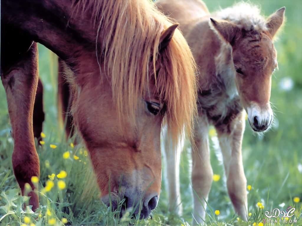 صور اجمل الخيول