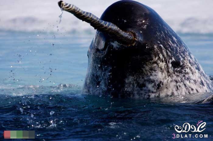 الحوت المرقط صاحب أطول سن في العالم - تعرف على الحوت المرقط - Monodon monoceros