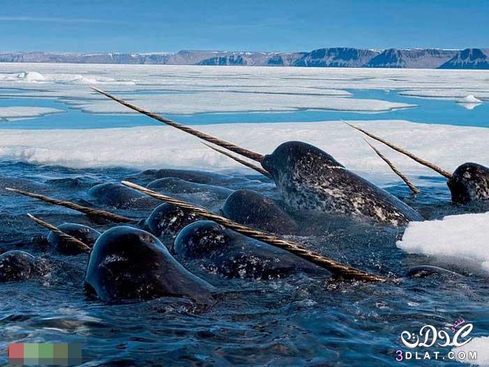 الحوت المرقط صاحب أطول سن في العالم - تعرف على الحوت المرقط - Monodon monoceros