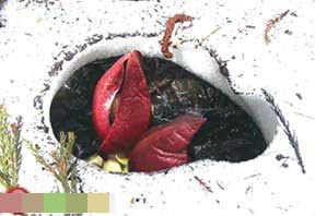 نبات يقوم بإذابة الثلج - معلومات عن الملفوف [2] - skunk cabbages