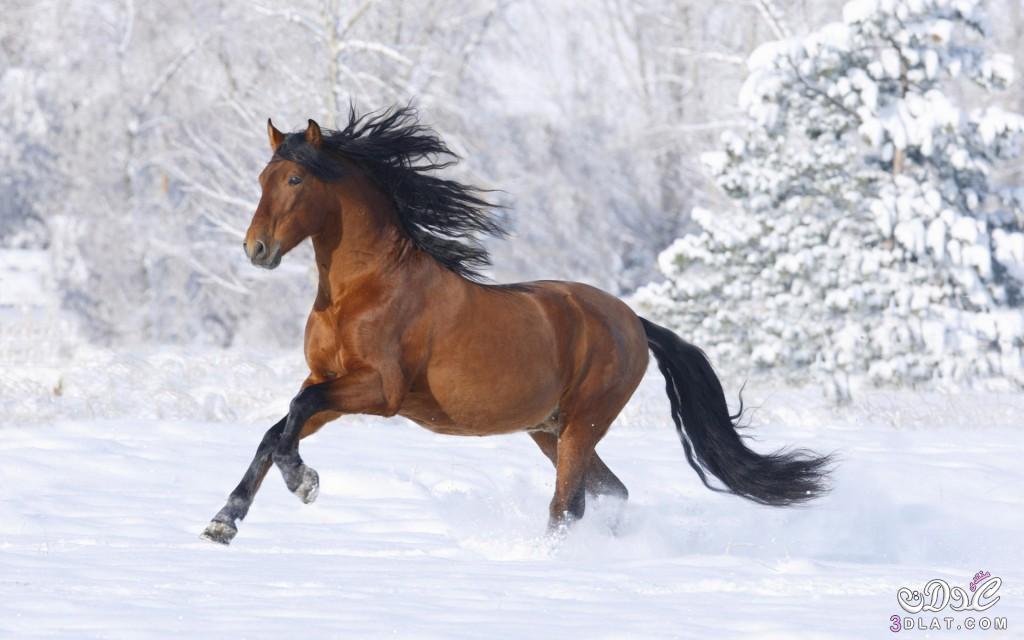 صور خيول عربيه2024,صور حصان عربى,صور الحصان العربى, صور خيول عربيه اصيله