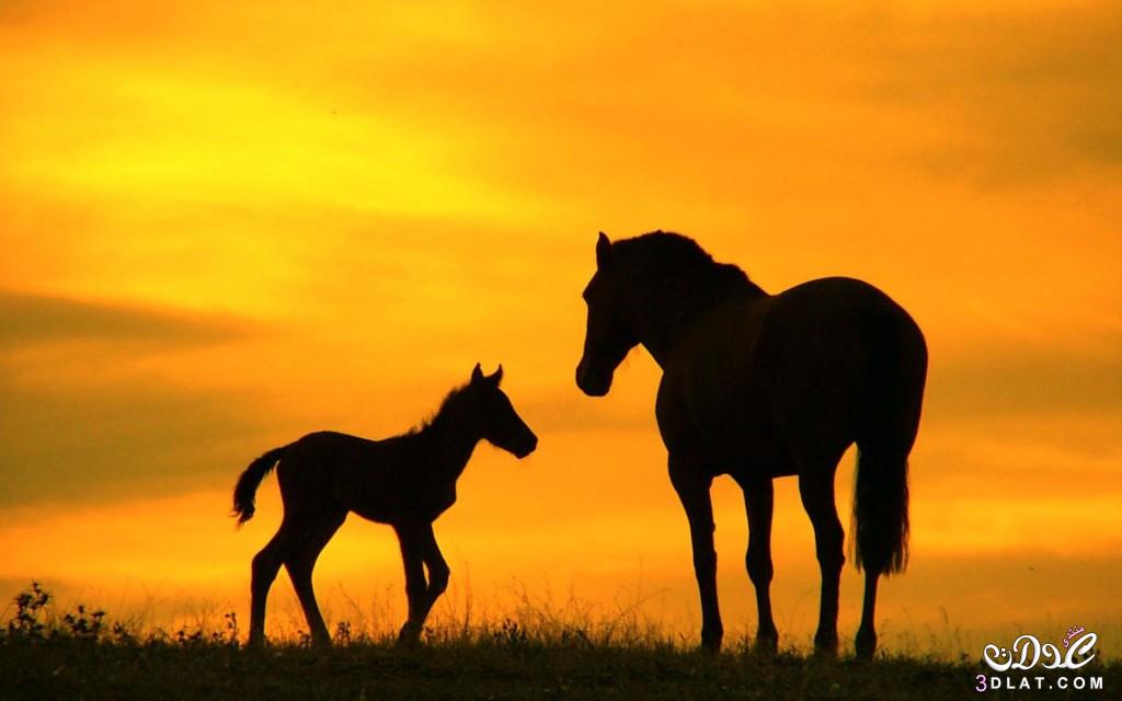 صور خيول عربيه2024,صور حصان عربى,صور الحصان العربى, صور خيول عربيه اصيله