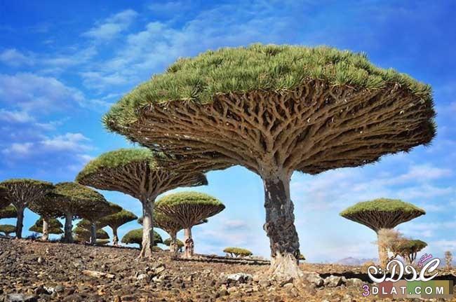 أشجار رائعة من جميع أنحاء العالم - صور اشجار نادرة سبحان الله - rare trees