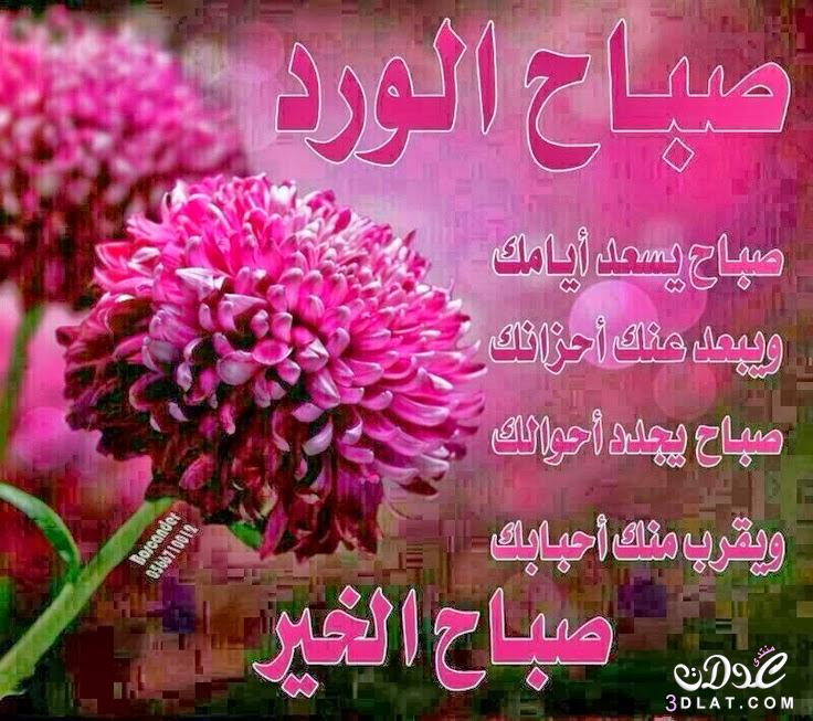صور صباح  الخير وصباح الورد / احلى صباح لعيونكم