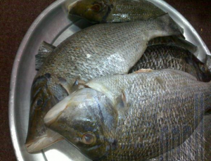 اطيب وصفات السمك 2024 طريقة عمل السمك المقلي بالصور طرق طهى الأسماك وصفات لذيذة للسمك