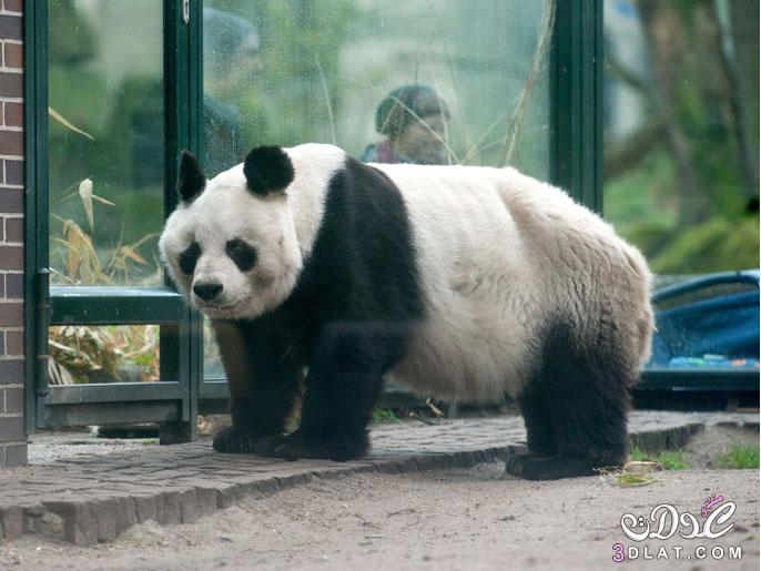 صور للدب 2024 صور للباندا 2024 صور لدب الباندا روووعة