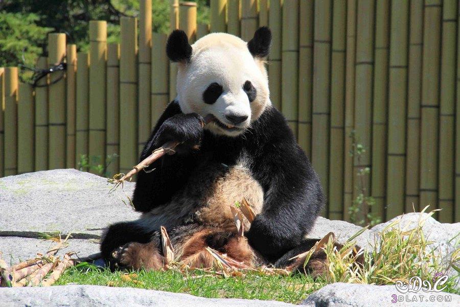 صور للدب 2024 صور للباندا 2024 صور لدب الباندا روووعة