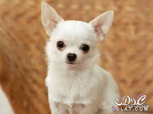 كلب الشيواواو صور كلب الشيواوا الاصلى المكسيكى اصغر كلب فى العالم