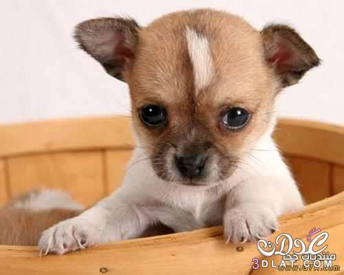 كلب الشيواواو صور كلب الشيواوا الاصلى المكسيكى اصغر كلب فى العالم
