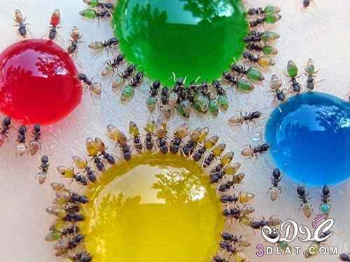 النمل الملون صور النمل الملون لاول مرة معلومات بالصور عن النمل الملون