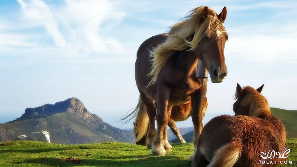 الحصان العربى,صور الحصان العربى 2024, صور جديده للحصان الاسود.صور الحصان العربى الابي