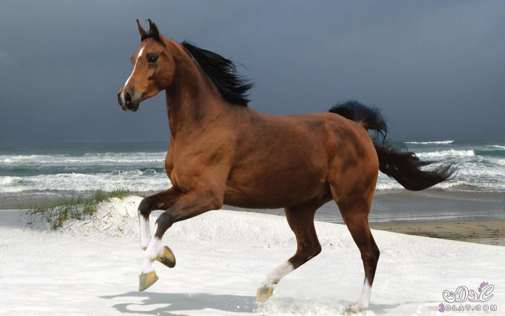 الحصان العربى,صور الحصان العربى 2024, صور جديده للحصان الاسود.صور الحصان العربى الابي