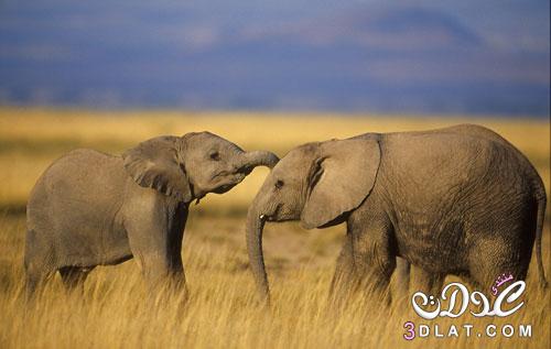 صور افيال صور الفيل صور للفيل صورة الفيل الكبير افيال كبيره صور افيال ضخمه