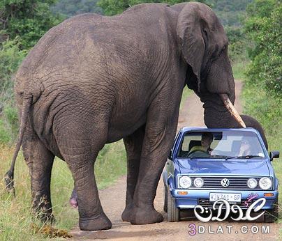صور افيال صور الفيل صور للفيل صورة الفيل الكبير افيال كبيره صور افيال ضخمه