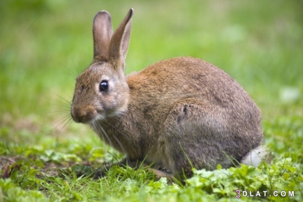 كيف تتعرف على علامات الصحة لدى الأرانب ؟