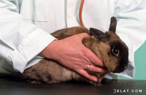 كيف تتعرف على علامات الصحة لدى الأرانب ؟
