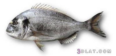 طريقة عمل سمك الدنيس المشوي بالفرن،تحضير سمك الدنيس سمك الدنيس المشوي بالف