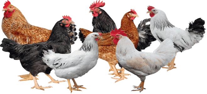 فوائد الدجاج البلدي ،معلومات عامّة حول الدجاج البلدي،طريقة عمل بروستد الدجا