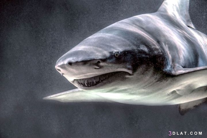 اكثر الحيوانات البحرية خطورة ، 7 انواع هى الأكثر خطورة