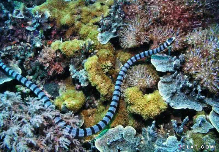 اكثر الحيوانات البحرية خطورة ، 7 انواع هى الأكثر خطورة