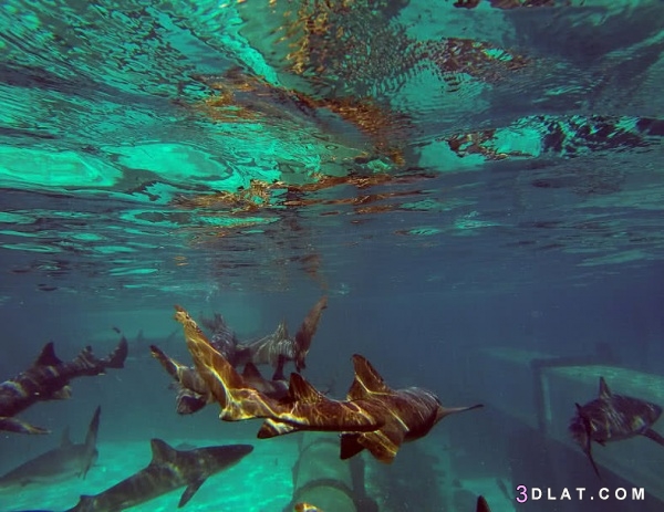 5 من اجمل الاماكن الموجودة تحت الماء فى العالم بالصور