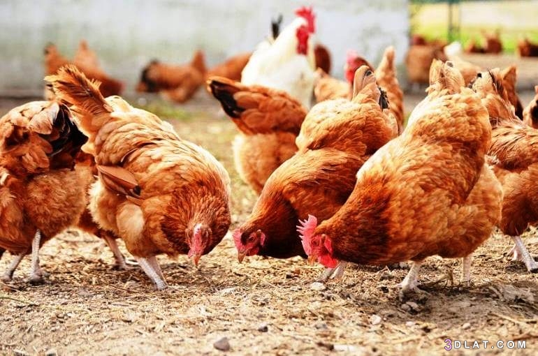 فوائد الدجاج البلدي ،معلومات عامّة حول الدجاج البلدي،طريقة عمل بروستد الدجا
