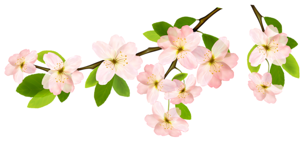Spring Branch with Pink Flowers and Butterflies PNG