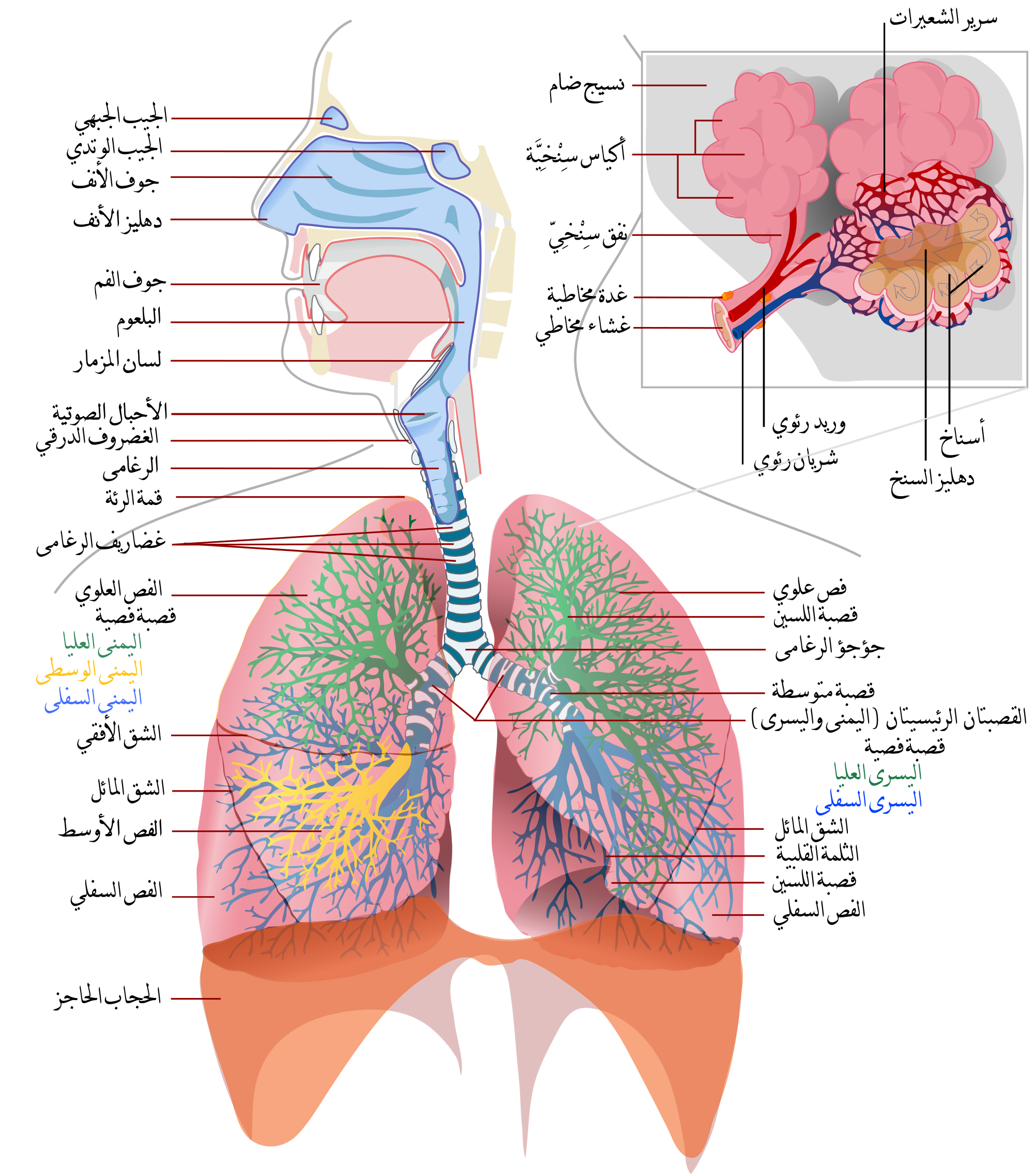 مقال علمي عن الجهاز التنفسي ،مكونات الجهاز التنفسي ، عمل الجهاز التنفسي،ال